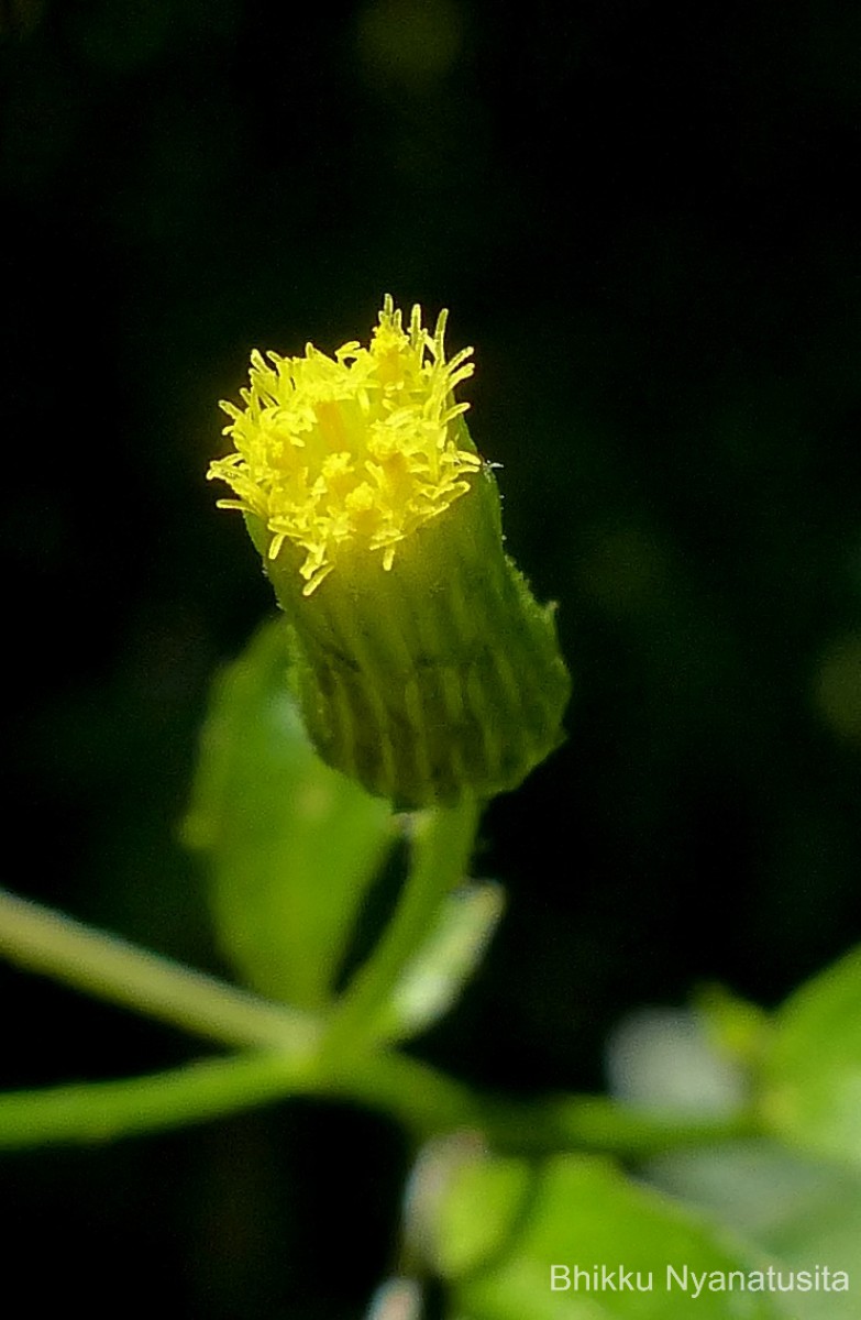 Pluchea paniculata (Willd.) Karthik. & Moorthy